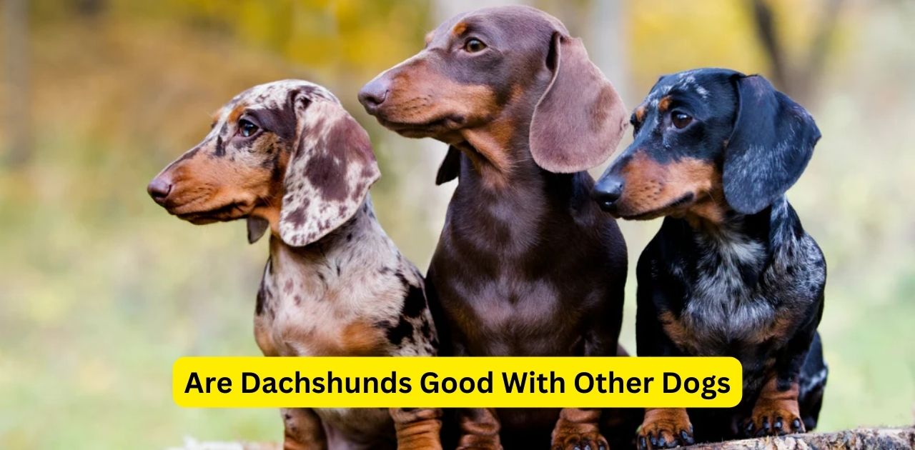 Are Dachshunds Good With Other Dogs