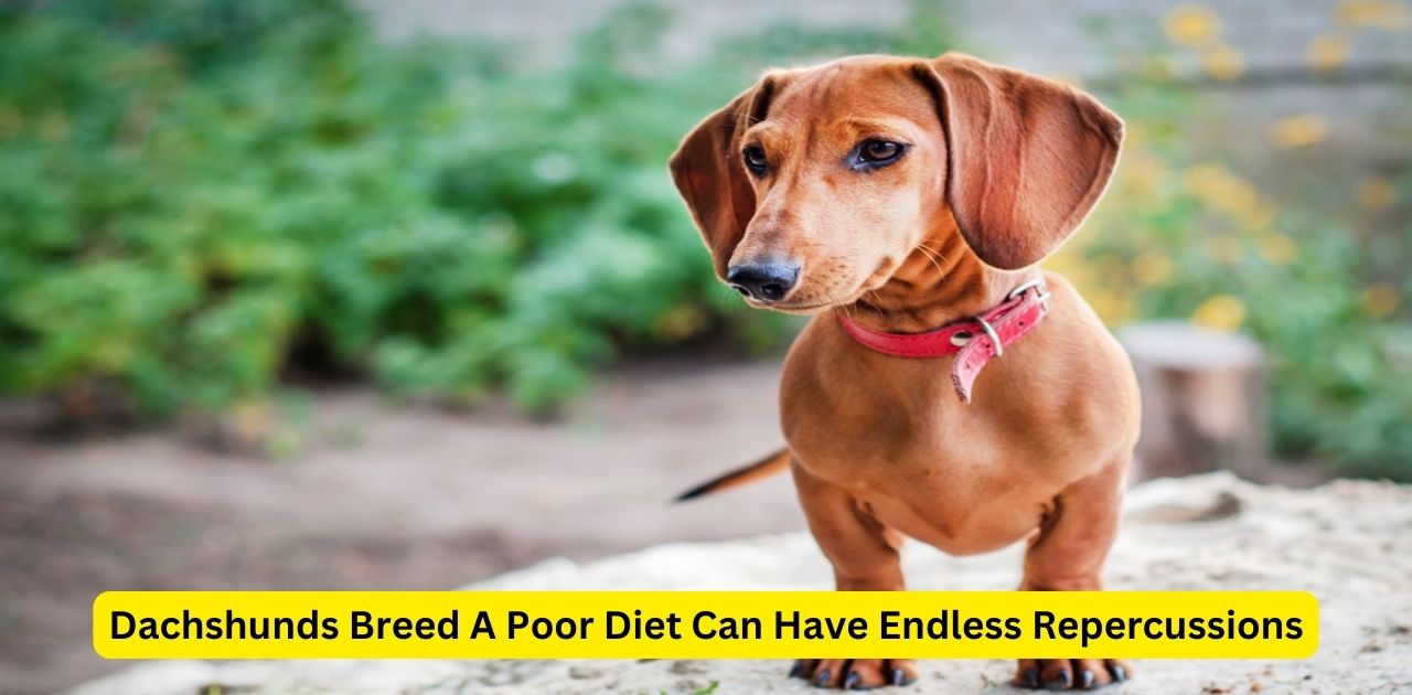 This image show a Dachshunds Breed A Poor Diet Can Have Endless Repercussions