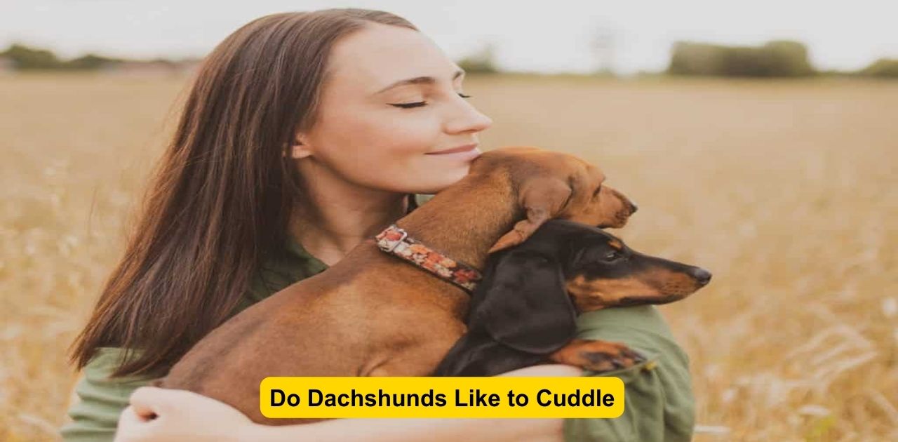 Do Dachshunds Like to Cuddle