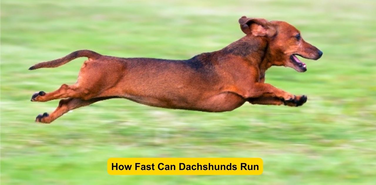 How Fast Can Dachshunds Run