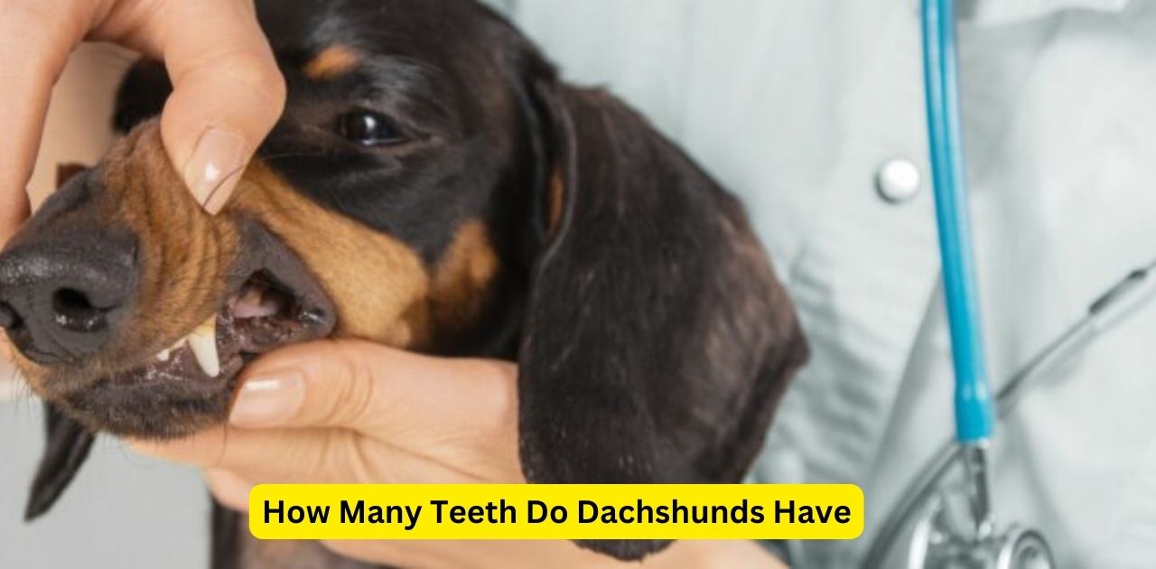 How Many Teeth Do Dachshunds Have