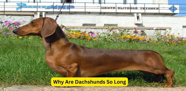 This image show a Are Dachshunds So Long?