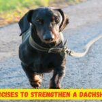 3 Vital Exercises To Strengthen A Dachshunds Back