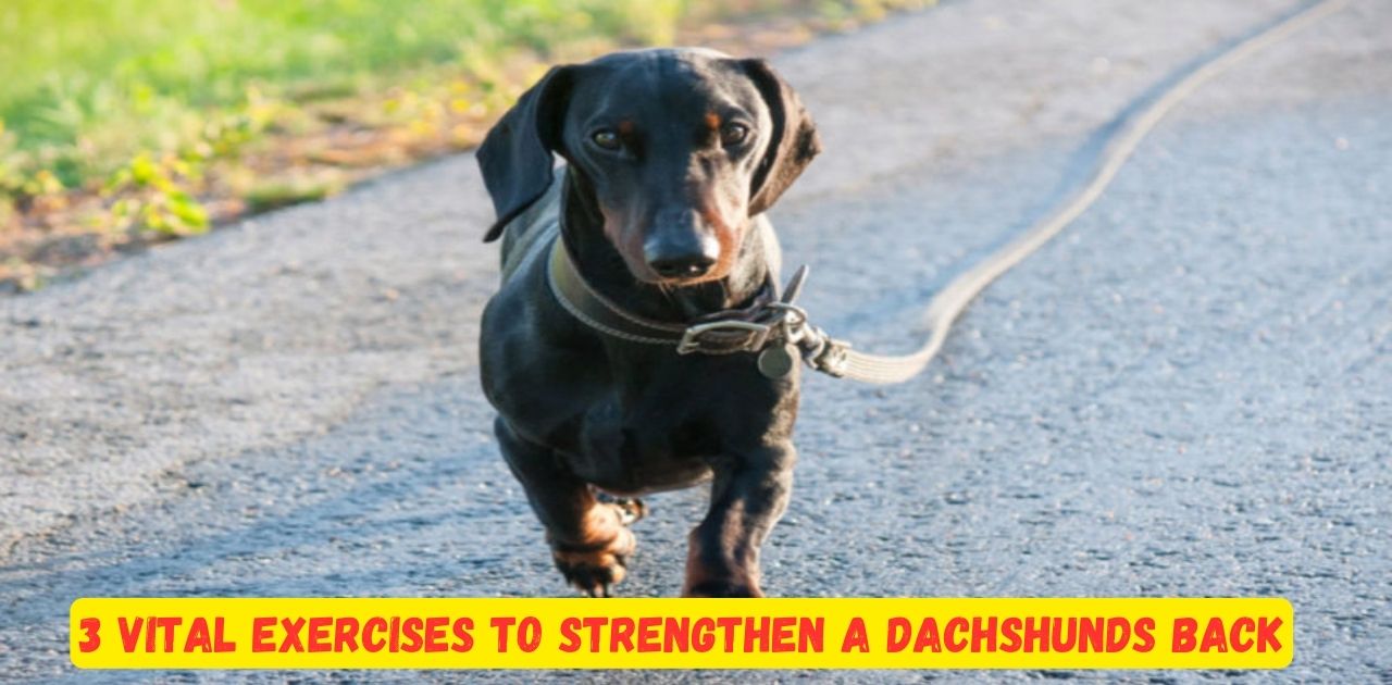 3 Vital Exercises To Strengthen A Dachshunds Back