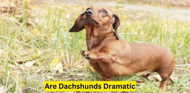 Are Dachshunds Dramatic