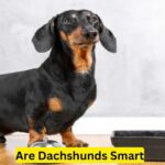 Are Dachshunds Smart