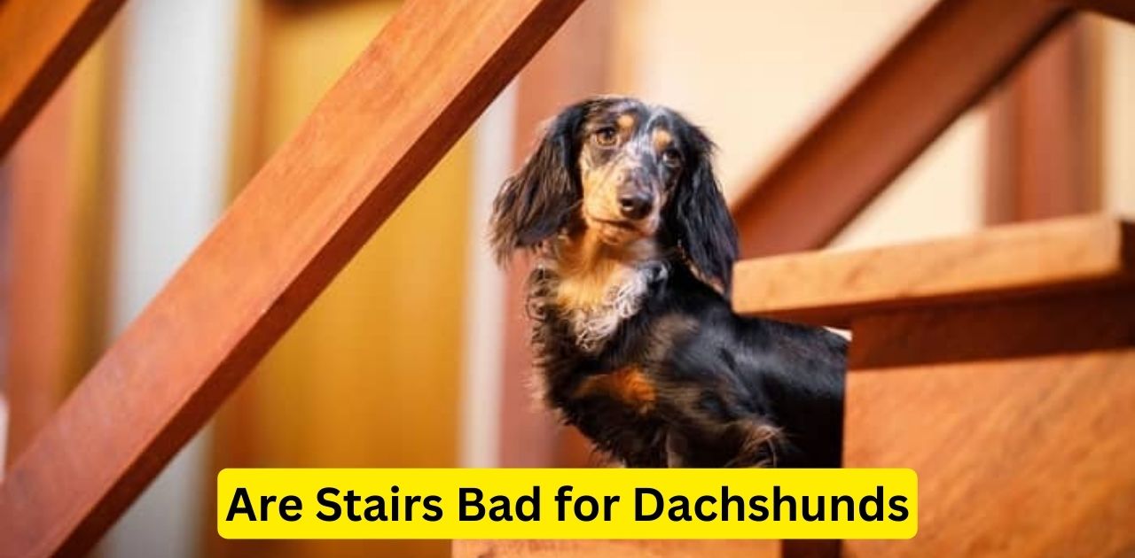 Are Stairs Bad for Dachshunds