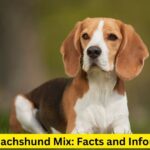 Beagle Dachshund Mix: Facts and Information