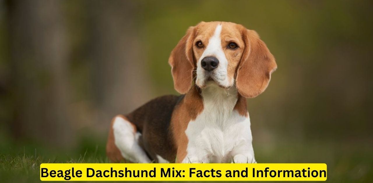 Beagle Dachshund Mix: Facts and Information