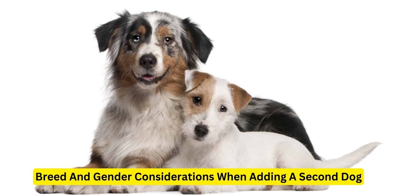 Breed And Gender Considerations When Adding A Second Dog