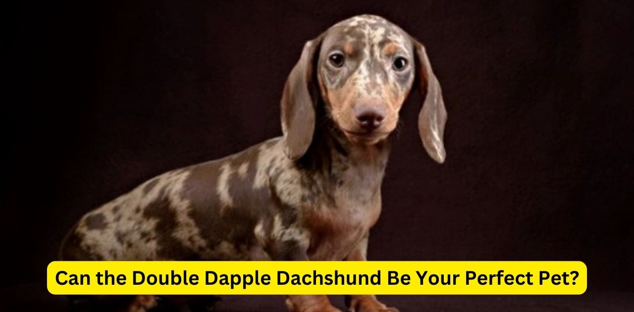 Can the Double Dapple Dachshund Be Your Perfect Pet