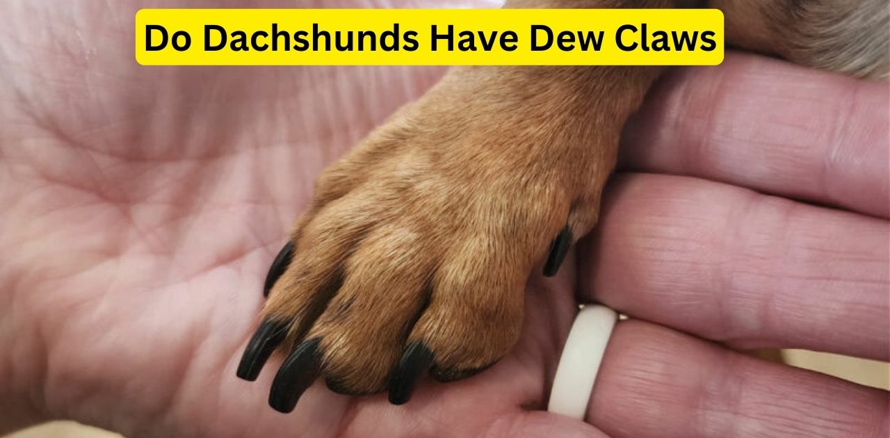 Do Dachshunds Have Dew Claws