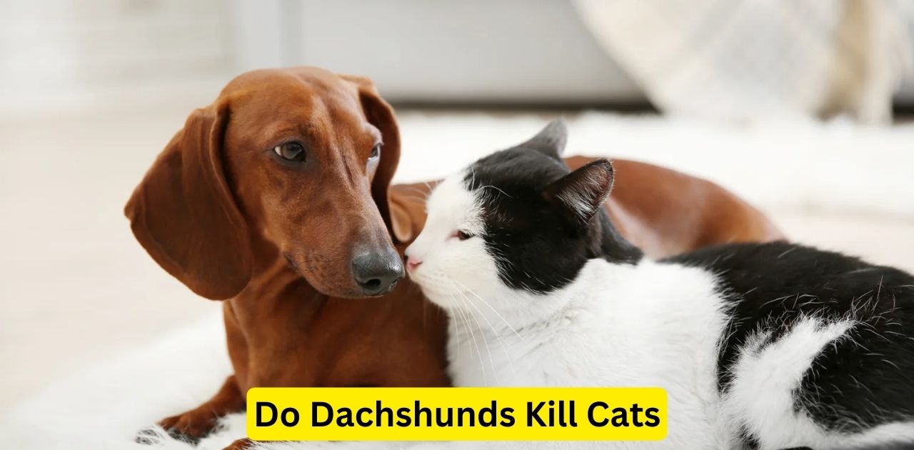 Do Dachshunds Kill Cats