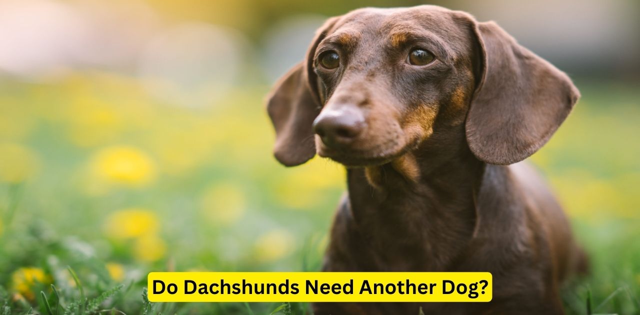 Do Dachshunds Need Another Dog