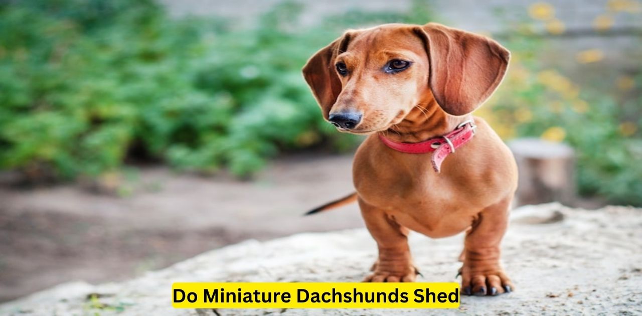 Do Miniature Dachshunds Shed