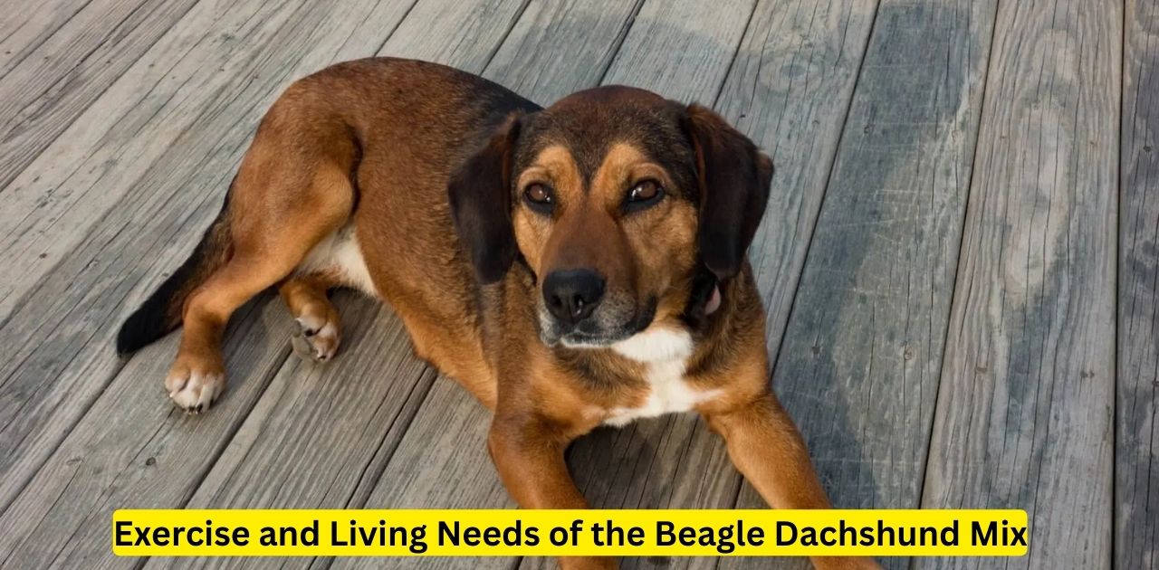 Exercise and Living Needs of the Beagle Dachshund Mix