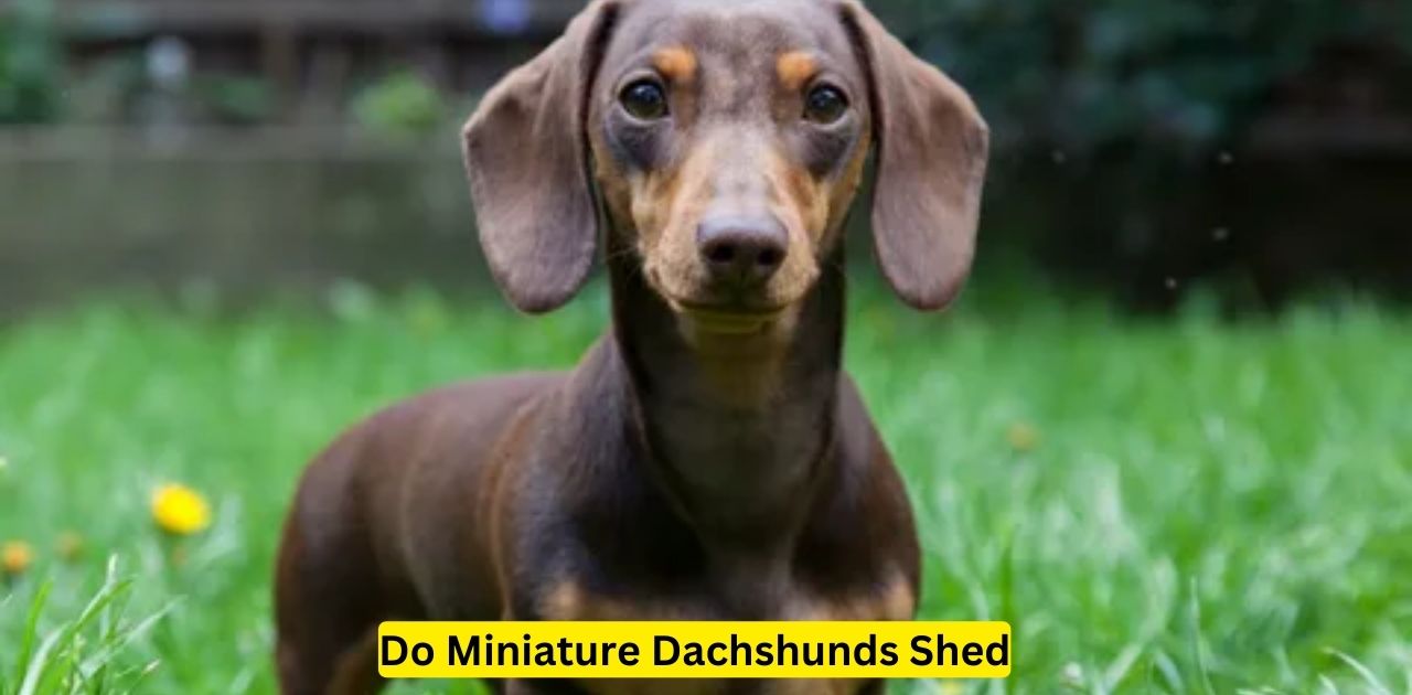 Finding a Low-Shedding Miniature Dachshund