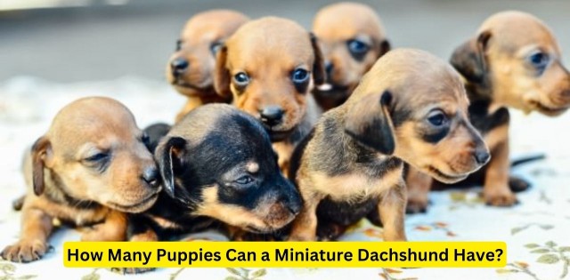 How Many Puppies Can a Miniature Dachshund Have