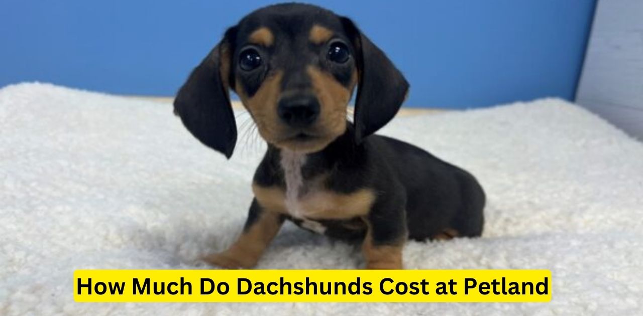 How Much Do Dachshunds Cost at Petland