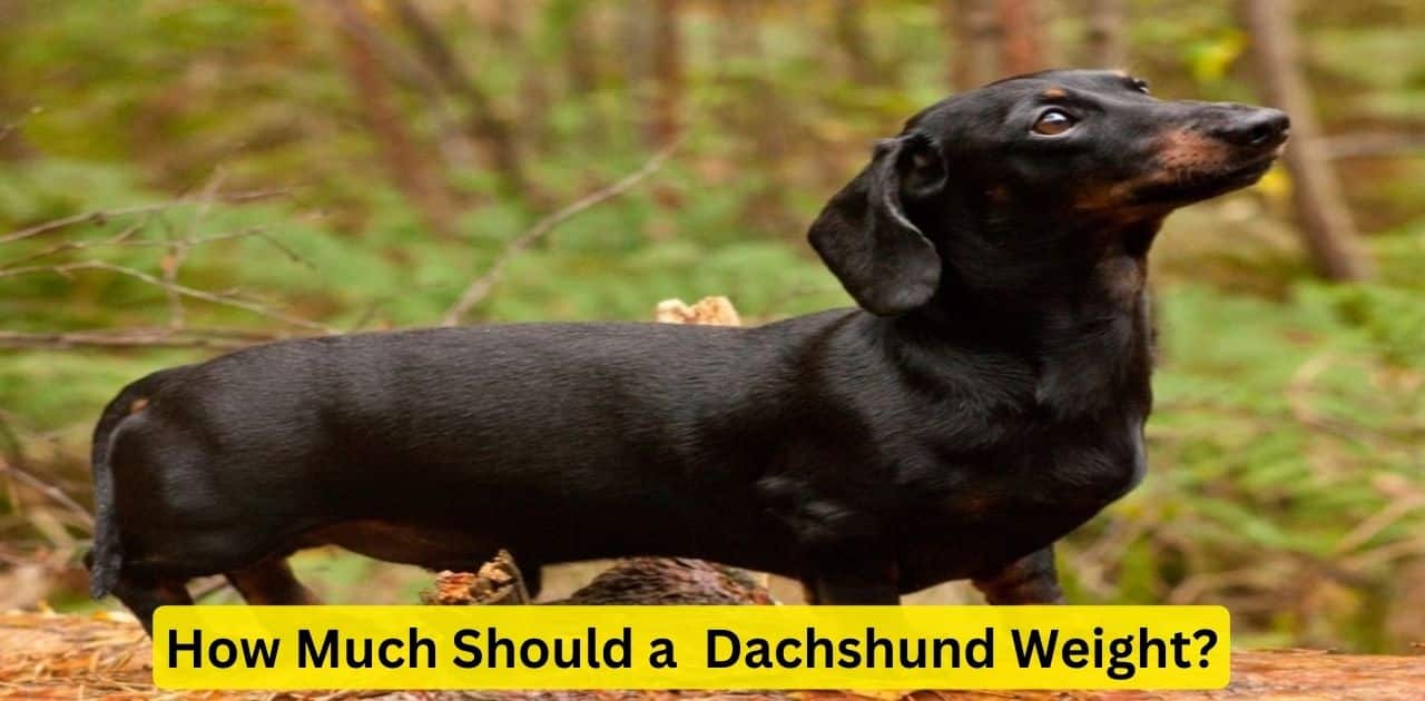 How Much Should a Dachshund Weight