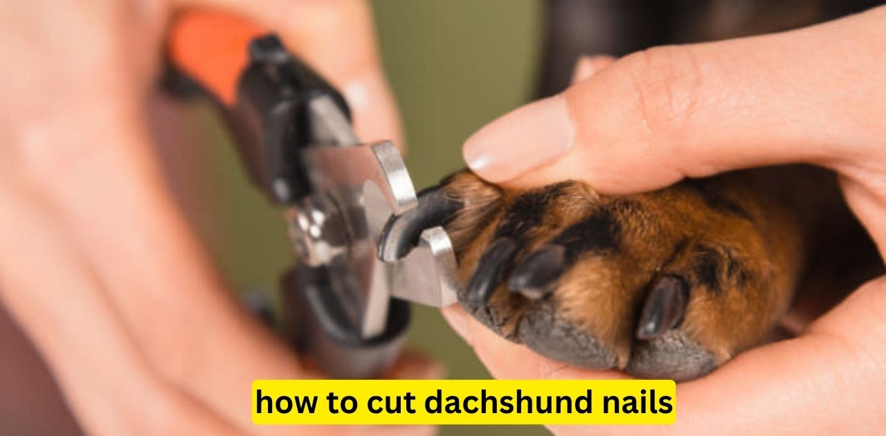 how to cut dachshund nails