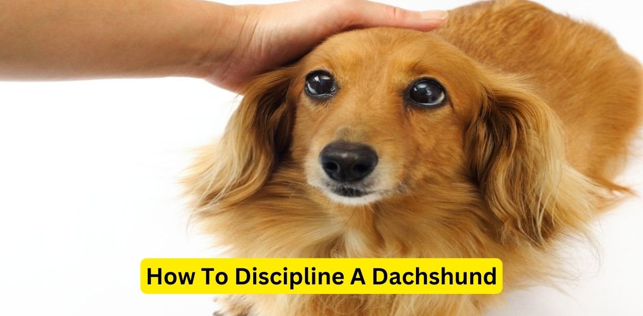 How To Discipline A Dachshund