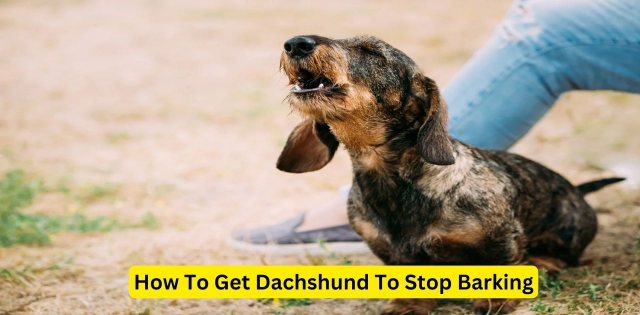 How To Get Dachshund To Stop Barking