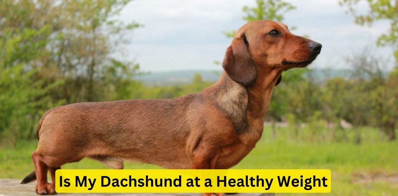 Is My Dachshund at a Healthy Weight