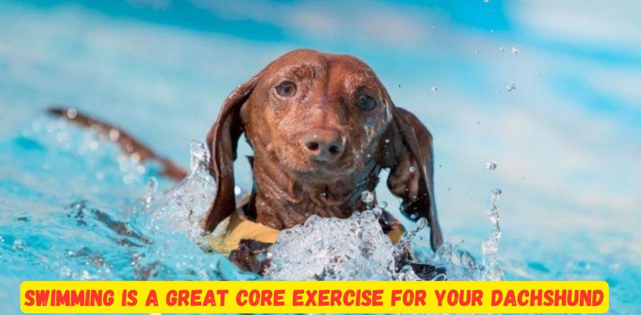 Swimming Is A Great Core Exercise For Your Dachshund