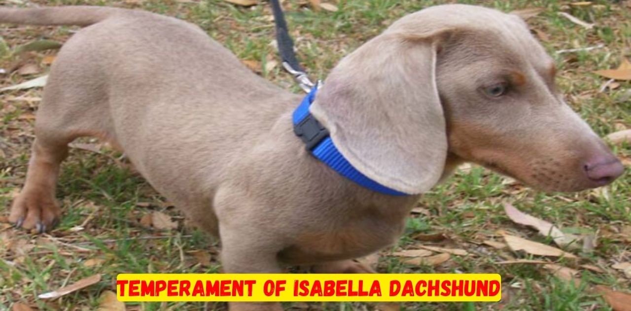 Temperament of Isabella Dachshund