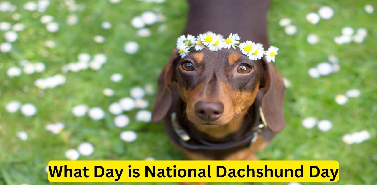 What Day is National Dachshund Day