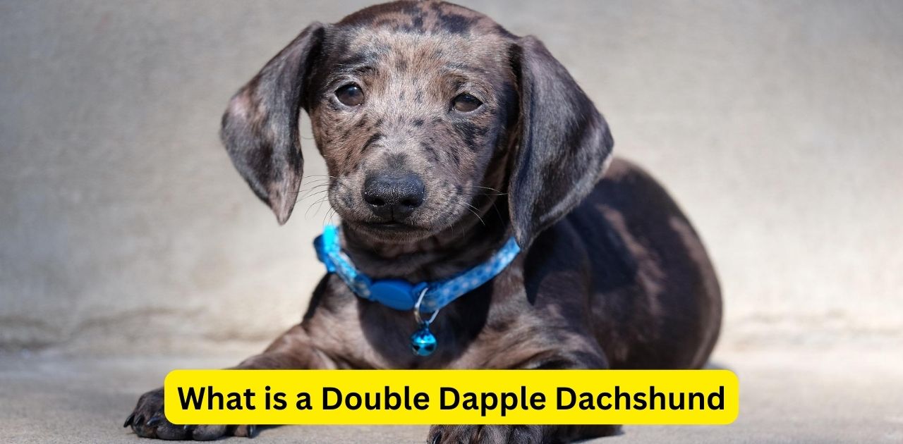 What is a Double Dapple Dachshund