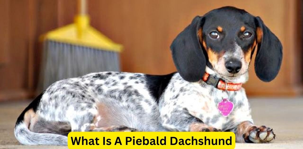 What Is A Piebald Dachshund