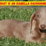 What is An Isabella Dachshund
