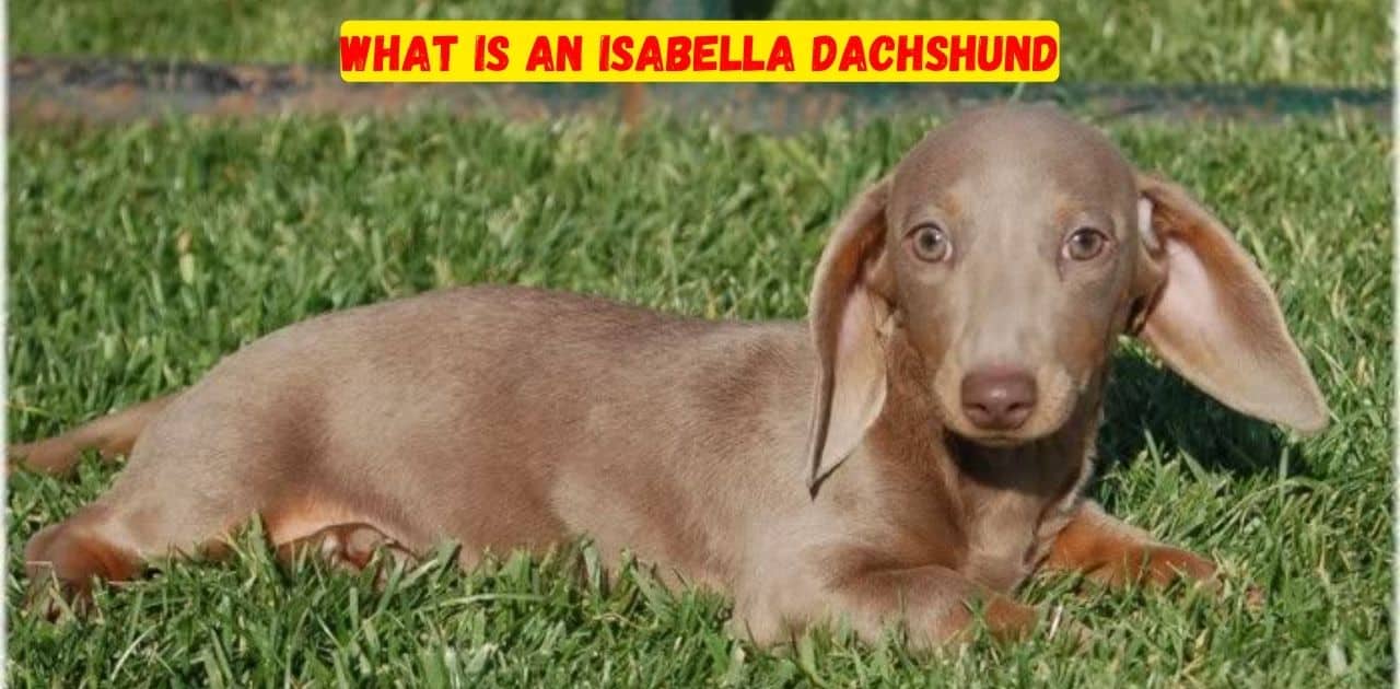 What is An Isabella Dachshund