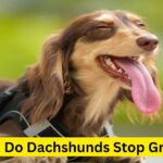 When Do Dachshunds Stop Growing.All you need to know