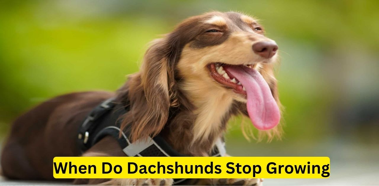 When Do Dachshunds Stop Growing.All you need to know