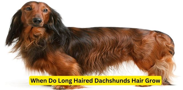 When Do Long Haired Dachshunds Hair Grow