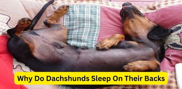 Why Do Dachshunds Sleep On Their Backs