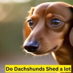 Do Dachshunds Shed a lot