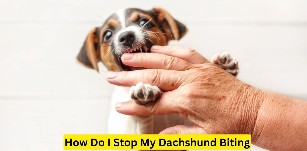 How Do I Stop My Dachshund Biting