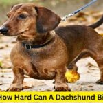 How Hard Can A Dachshund Bite