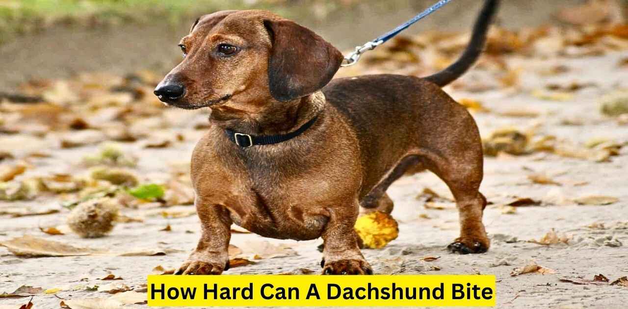 How Hard Can A Dachshund Bite