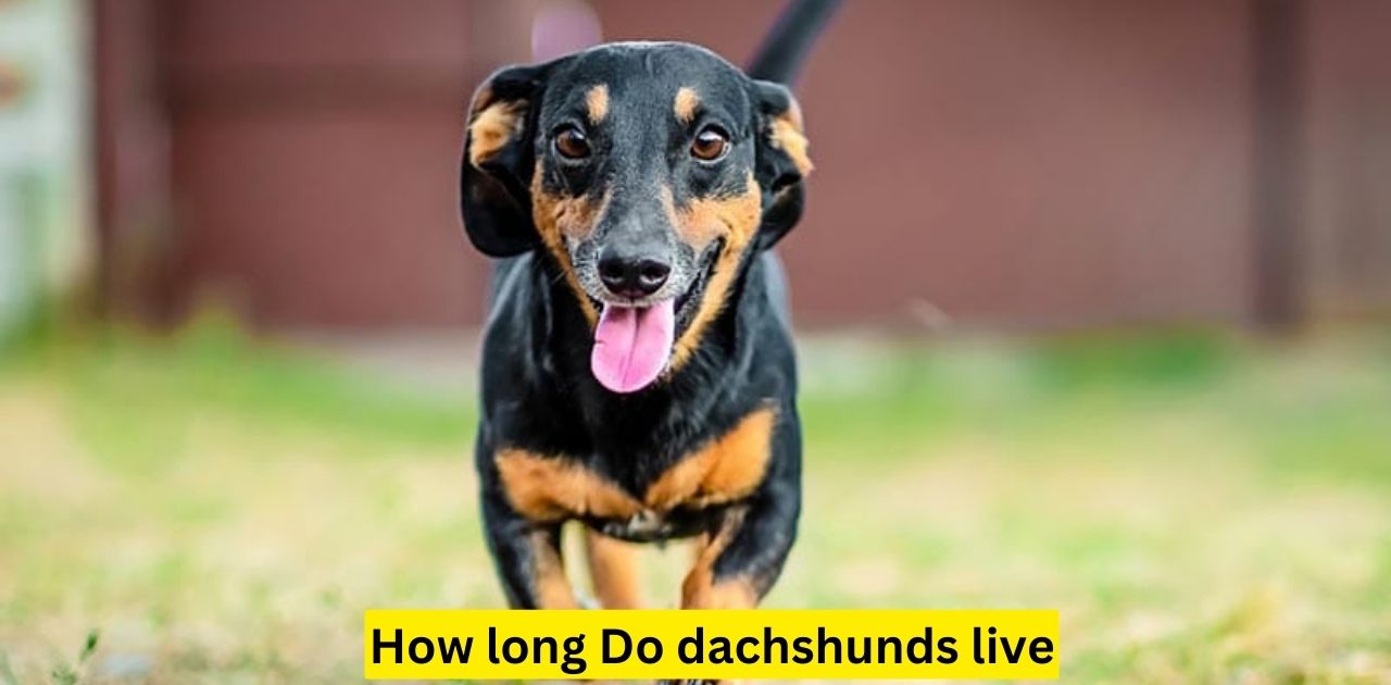 How long Do dachshunds live