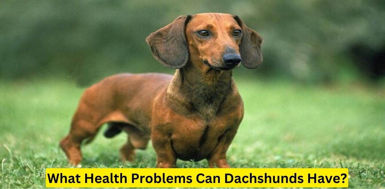 What Health Problems Can Dachshunds Have