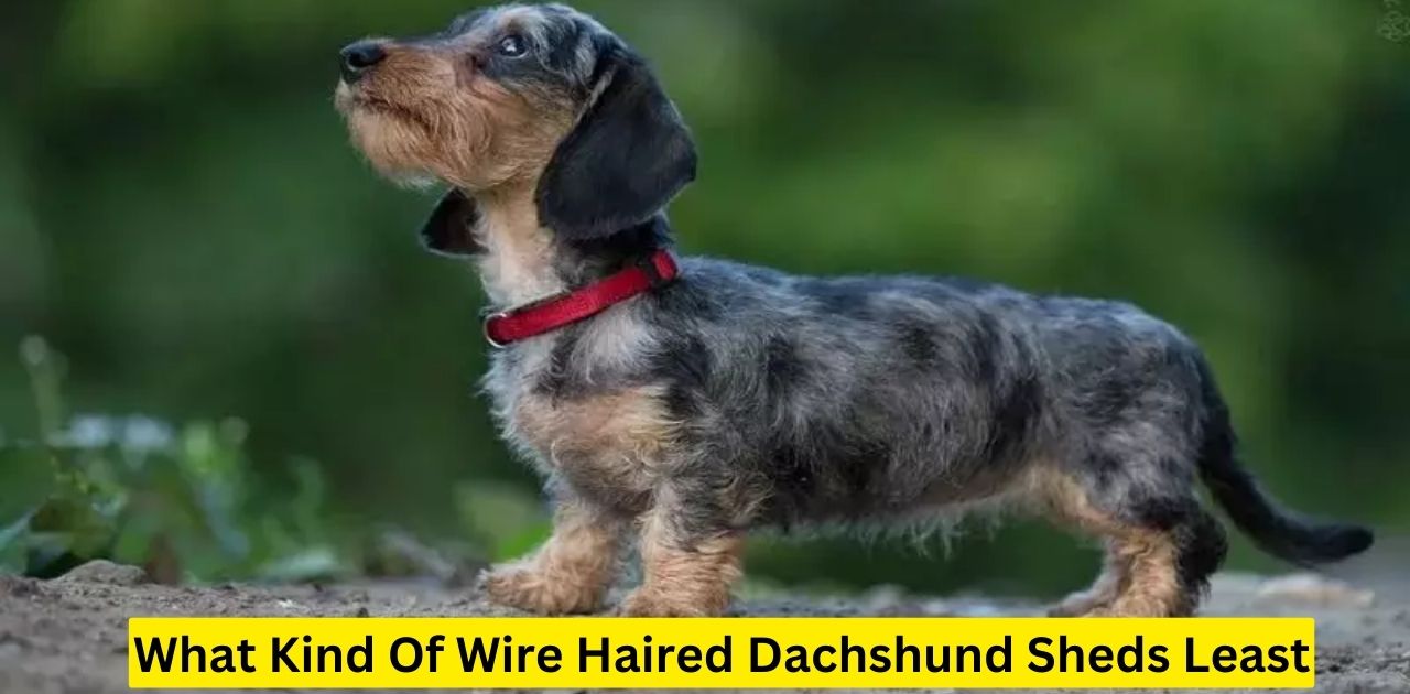 What Kind Of Wire Haired Dachshund Sheds Least