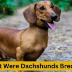 What Were Dachshunds Bred For