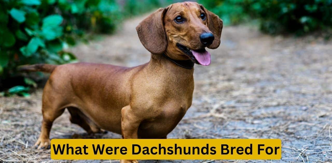What Were Dachshunds Bred For