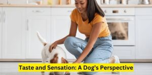 Taste and Sensation: A Dog’s Perspective