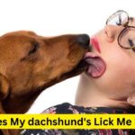 Why Does My dachshund's Lick Me So Much